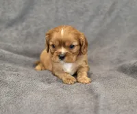 Nigel, a male Cavalier King Charles Spaniel for sale in Chicago, IL – Photo 6 of 10