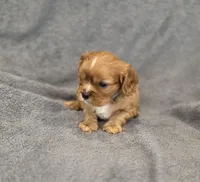 Nigel, a male Cavalier King Charles Spaniel for sale in Chicago, IL – Photo 8 of 10