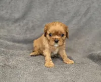 Neil, a male Cavalier King Charles Spaniel for sale in Chicago, IL – Photo 8 of 8