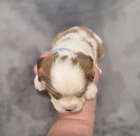 Gilbert, a male Cavalier King Charles Spaniel for sale in Chicago, IL – 2 of 7