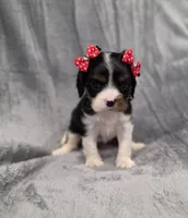 Molly , a female Cavalier King Charles Spaniel for sale in Chicago, IL – 3 of 10
