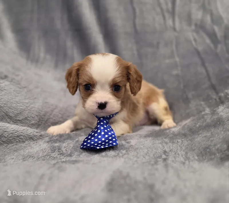 Hudson – Cavalier King Charles Spaniel puppy for sale in Chicago, IL