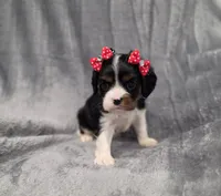 Molly , a female Cavalier King Charles Spaniel for sale in Chicago, IL – 4 of 10