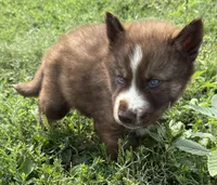 White , a male Siberian Husky for sale in Filion, MI – 3 of 10