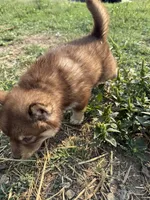 Stars , a female Siberian Husky for sale in Filion, MI – 10 of 10