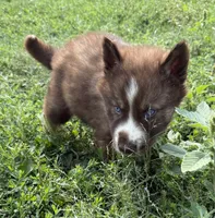 White , a male Siberian Husky for sale in Filion, MI – 5 of 10