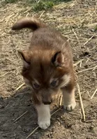 Stars , a female Siberian Husky for sale in Filion, MI – 9 of 10