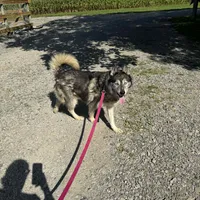 Skyy, a male Siberian Husky for sale in Filion, MI – Photo 2 of 3