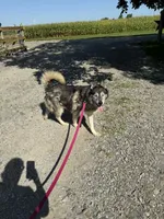 Skyy, a male Siberian Husky for sale in Filion, MI – Photo 2 of 3