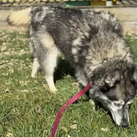 Skyy, a male Siberian Husky for sale in Filion, MI – Photo 3 of 3
