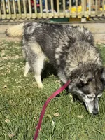 Skyy, a male Siberian Husky for sale in Filion, MI – Photo 3 of 3