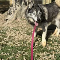 Skyy, a male Siberian Husky for sale in Filion, MI – Photo 1 of 3