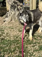 Skyy, a male Siberian Husky for sale in Filion, MI – Photo 1 of 3