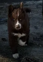 Snickers , a male Siberian Husky for sale in Filion, MI – 2 of 2