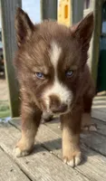 White , a male Siberian Husky for sale in Filion, MI – 7 of 10
