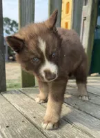 White , a male Siberian Husky for sale in Filion, MI – 1 of 10