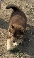 Stars , a female Siberian Husky for sale in Filion, MI – 3 of 10