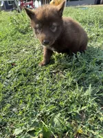 Red, a female Siberian Husky for sale in Filion, MI – 4 of 10