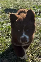 Snickers , a male Siberian Husky for sale in Filion, MI – 1 of 2