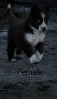 Hershey, a female Siberian Husky for sale in Filion, MI – 2 of 2