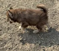 Stars , a female Siberian Husky for sale in Filion, MI – 2 of 10
