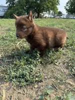Red, a female Siberian Husky for sale in Filion, MI – 7 of 10