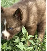 White , a male Siberian Husky for sale in Filion, MI – 8 of 10
