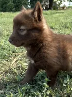 Red, a female Siberian Husky for sale in Filion, MI – 1 of 10