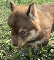 Stars , a female Siberian Husky for sale in Filion, MI – 1 of 10
