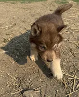 Stars , a female Siberian Husky for sale in Filion, MI – 8 of 10