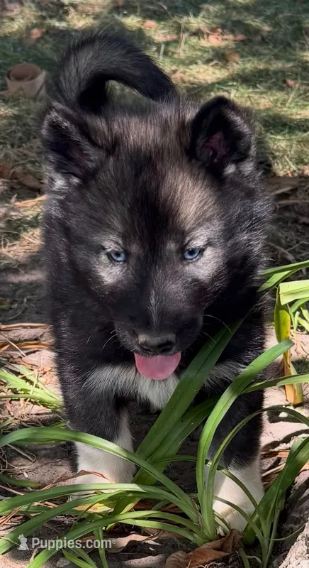 Bear – Siberian Husky puppy for sale in Filion, MI