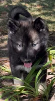 Bear, a male Siberian Husky for sale in Filion, MI – 1 of 1
