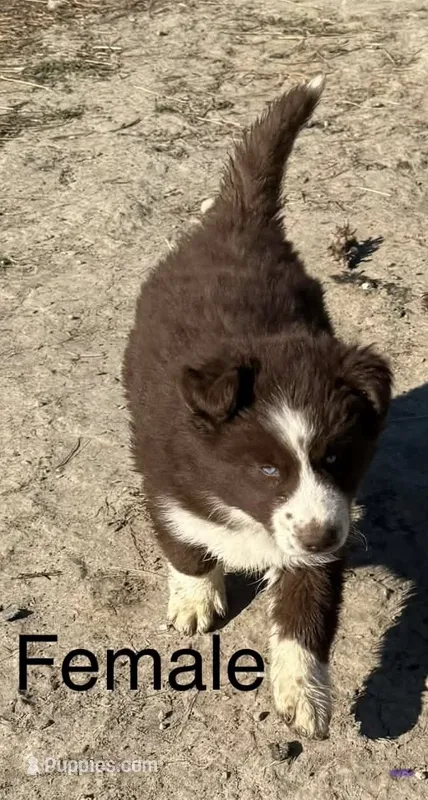 Hershey – Siberian Husky puppy for sale in Filion, MI