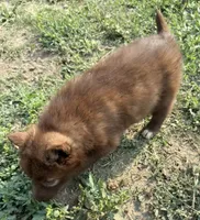 Red, a female Siberian Husky for sale in Filion, MI – 3 of 10
