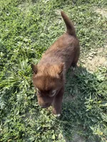 Red, a female Siberian Husky for sale in Filion, MI – 8 of 10