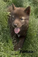 Red, a female Siberian Husky for sale in Filion, MI – 5 of 10
