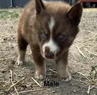 White , a male Siberian Husky for sale in Filion, MI – 10 of 10
