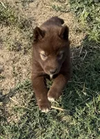 Red, a female Siberian Husky for sale in Filion, MI – 2 of 10