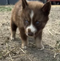 White , a male Siberian Husky for sale in Filion, MI – 4 of 10