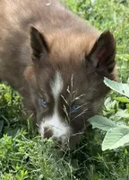 White , a male Siberian Husky for sale in Filion, MI – 6 of 10