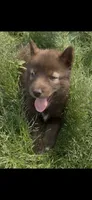 Red, a female Siberian Husky for sale in Filion, MI – 10 of 10