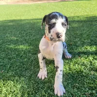 Pantera, a female Great Dane for sale in Surprise, AZ – 2 of 5