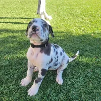 Evanescence, a female Great Dane for sale in Surprise, AZ – 2 of 4