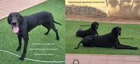Slayer, a male Great Dane for sale in Surprise, AZ – 4 of 5