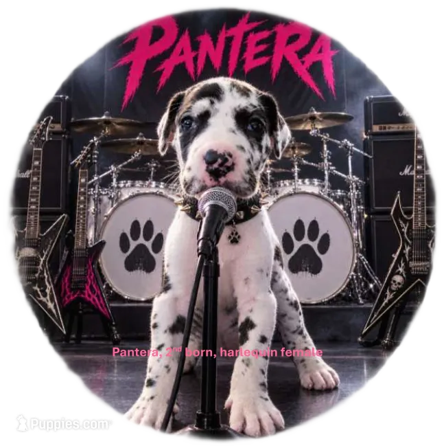 Pantera – Great Dane puppy for sale in Surprise, AZ