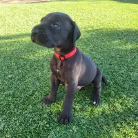 Slayer, a male Great Dane for sale in Surprise, AZ – 2 of 5