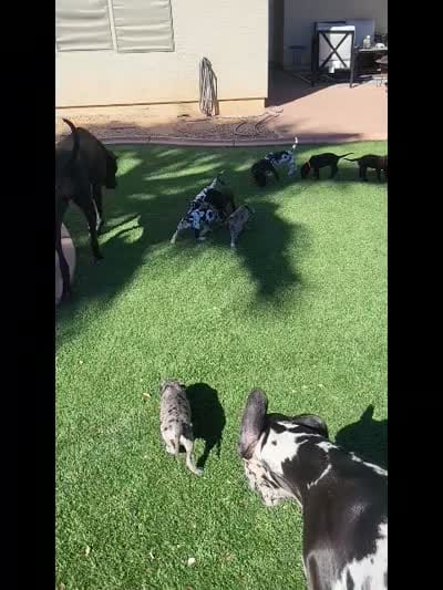 Pantera, a female Great Dane for sale in Surprise, AZ – 5 of 5