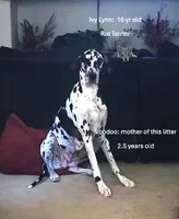 Slayer, a male Great Dane for sale in Surprise, AZ – 3 of 5