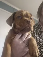 Purple Female, a female Dogue de Bordeaux for sale in Carriere, MS – 4 of 6