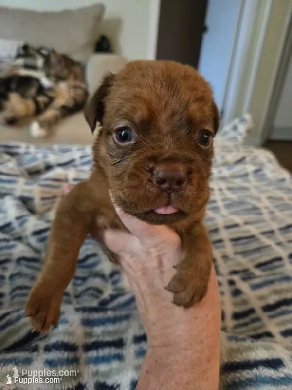 Purple Female – Dogue de Bordeaux puppy for sale in Carriere, MS